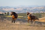 Pasture horses vinyard view.jpg