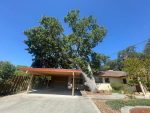 Before Tree Leaning on Driveway Cover.jpg