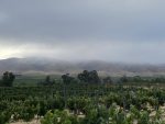 Silver River Vineyards.jpeg