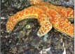 Tidepools
