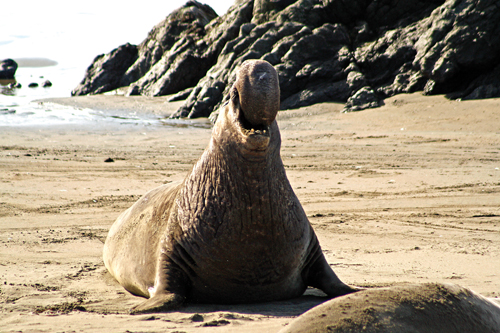 An Alpha male elephant seal dominates his space at the rookery near the Piedras Blancas Lighthouse.