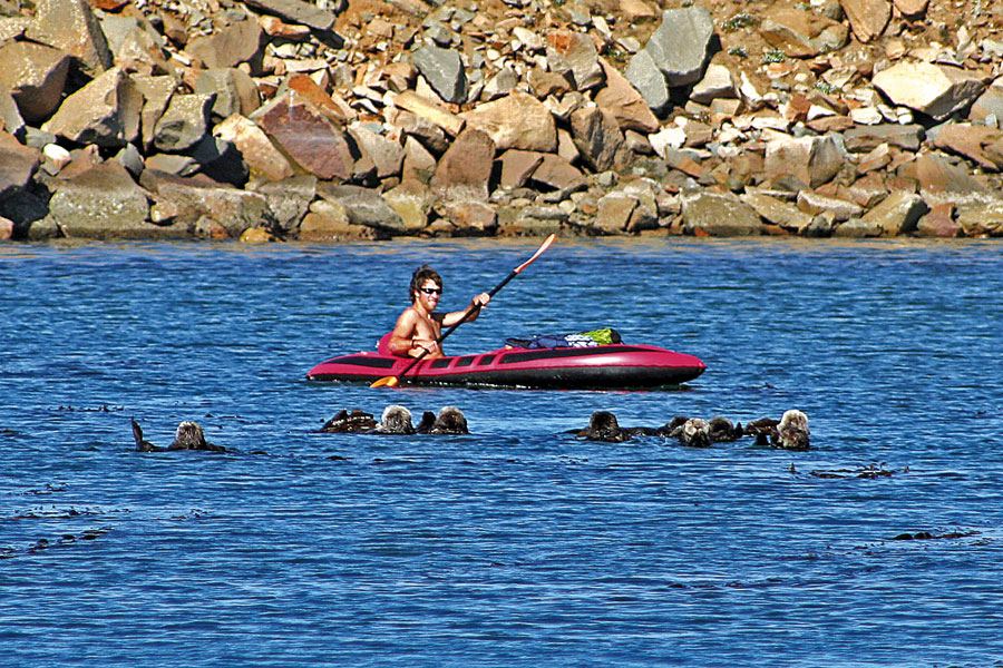 1-Raft-of-otters-and-kayaker-2