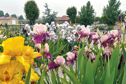 BloomingIrises-2