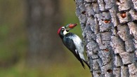 Lake_Lopez_woodpecker