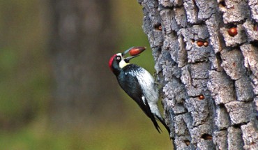 Lake_Lopez_woodpecker