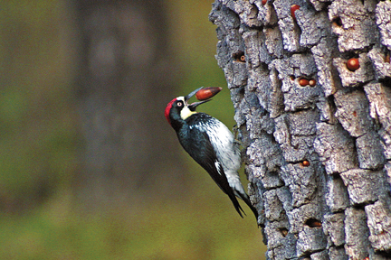 Lake_Lopez_woodpecker