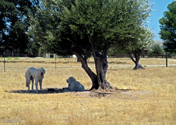 Olivas_Great_Pyrenees_Dogs