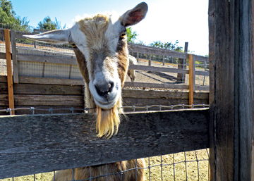 Toggenburg_goat_at_Windmill_Farms-3