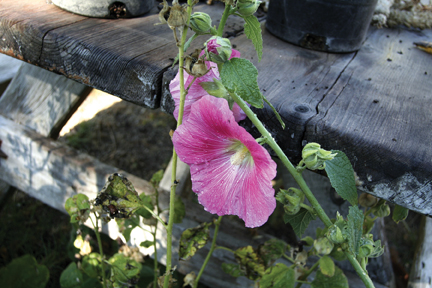 The_Educated_Gardener_Hollyhock_Blossom-A