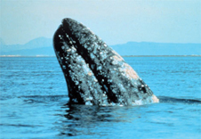 gray-whale2