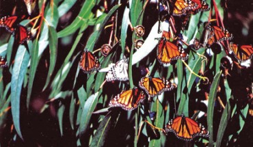monarch_butterflies_on_eucalyptus_at_pismo_1