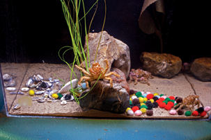 Decorator_Crabs_Aquarium