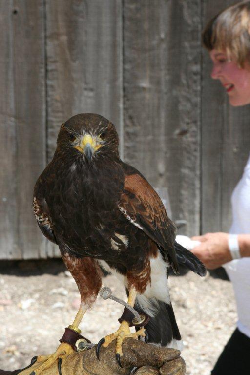 Earth_Day_food_wine_festival_hawk_bird_of_prey_vineyard