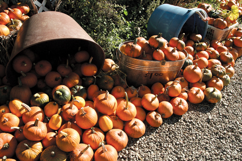 BlueSkyPumpkins