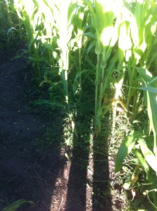 corn maze