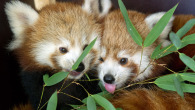 baby red pandas