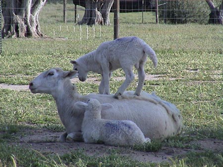 Olivas-de-Oro-sheep