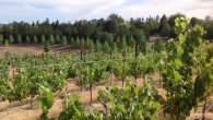 Powell Mountain Cellars vineyard