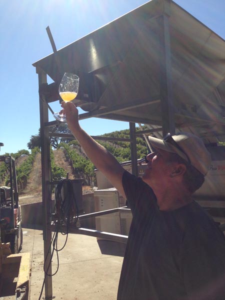 Steve Gleason inspects a new batch in the Paso sun. 
