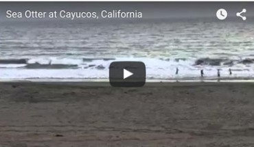 Sea otters cayucos