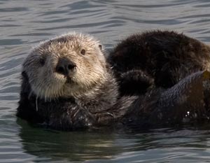 sea otters cayucos california
