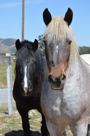 melissa-(left)-Charisma-(right)_web