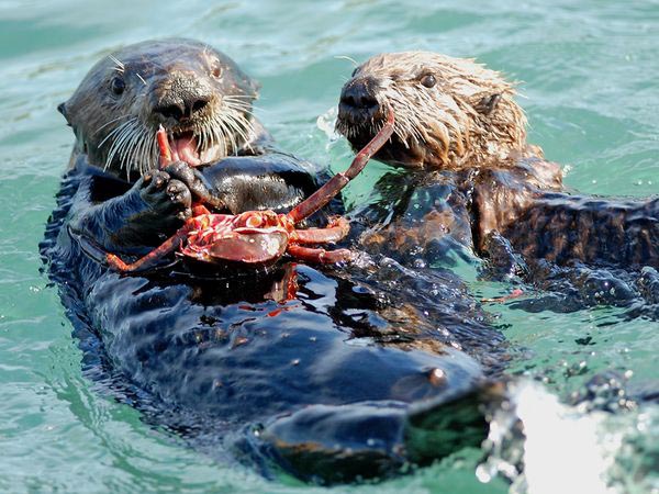 Otters in the bay