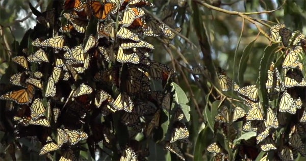 Monarch Butterfly Grove - Thousands of Butterflies in Pismo Beach