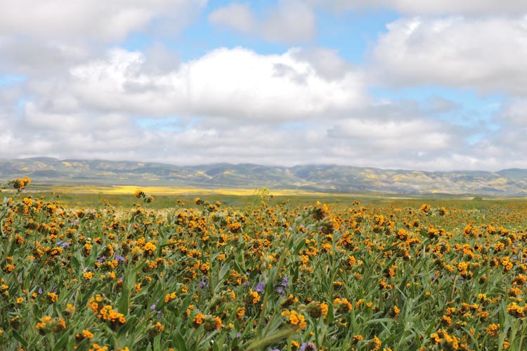 Go see the wildflowers in season San Luis Obispo County Visitors Guide