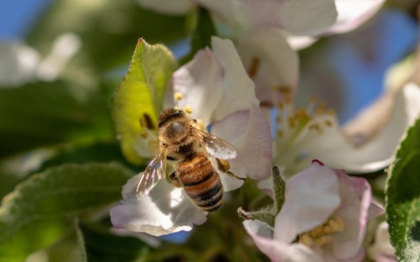 Apples and Honey Festival