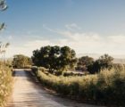 Olea Farm olive oil tasting