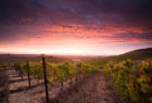wine tasting in san luis obispo
