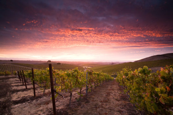 wine tasting in san luis obispo