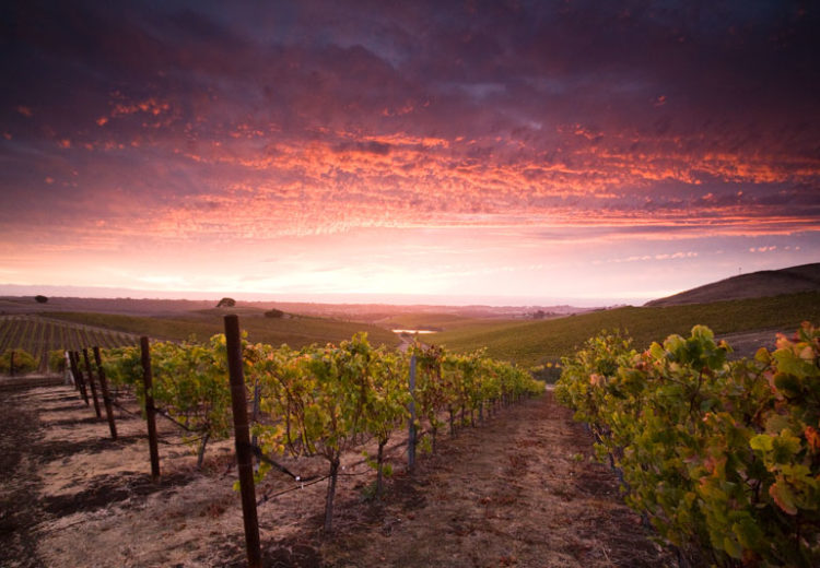 wine tasting in san luis obispo