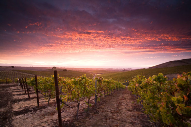 Go wine tasting in San Luis Obispo’s Edna Valley - San Luis Obispo 