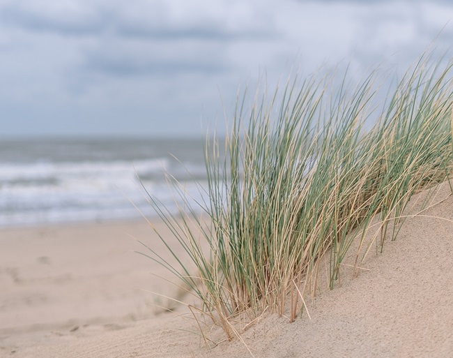 Oceano Dunes