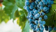 wine grapes on vineyard