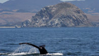 whale watching morro bay