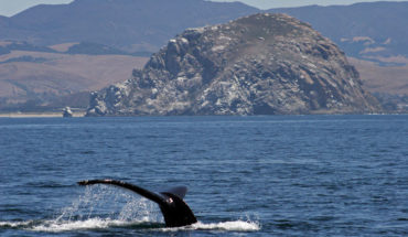 whale watching morro bay