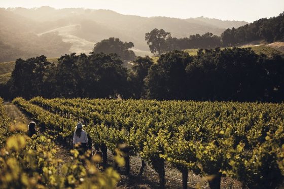 Brecon Vineyards Paso Robles wine