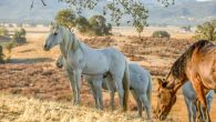 horses in Paso Robles