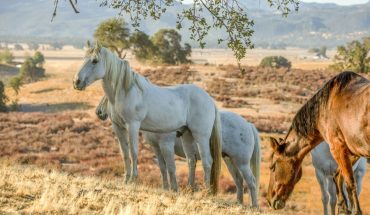 horses in Paso Robles