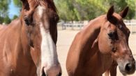 Redwings-Horse-Sanctuary-moving-to-Paso-Robles