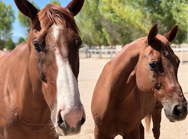 Redwings-Horse-Sanctuary-moving-to-Paso-Robles