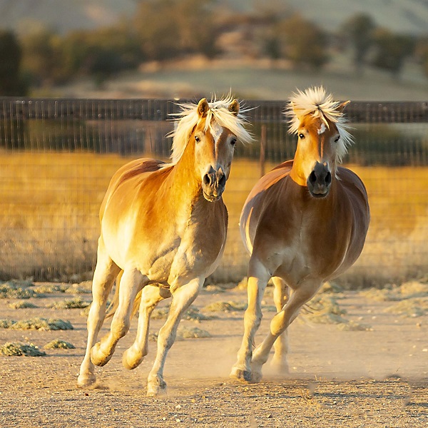 Paso Robles horse rescue