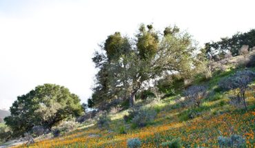 Pismo Preserve