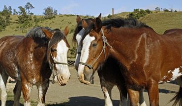 Covell Ranch Clydesdales