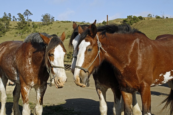 Covell Ranch Clydesdales
