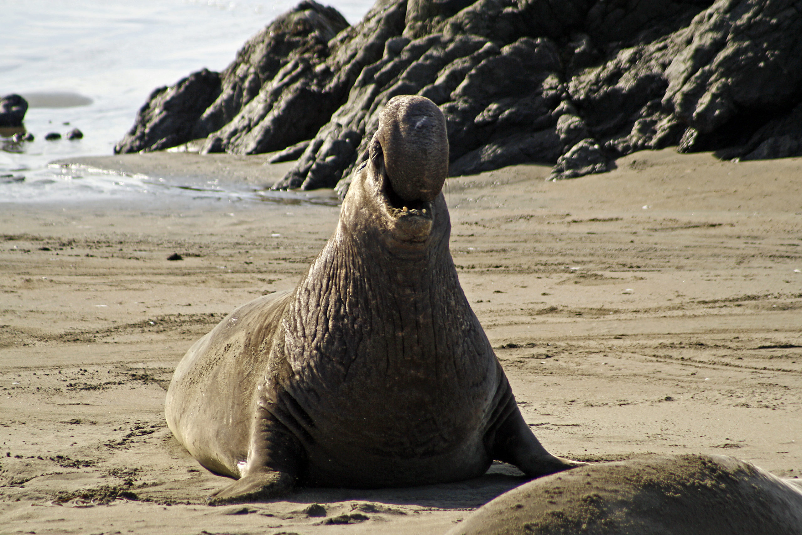 Elephant Seals Return to State Parks on California Coast