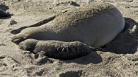 Elephant Seals Cambria